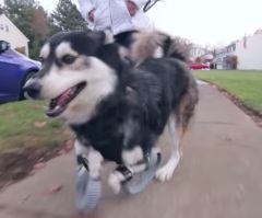 Dog is Able to Run for the First Time Ever – Thanks to His 3-D Printed Leg