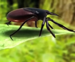 New Tick-Borne 'Bourbon Virus' Discovered in Kansas After Infected Man Dies; CDC, Doctors Don't Know How to Stop It