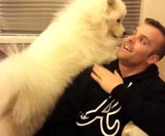 Fluffy Puppy Just Wants Some Hugs From Its Owner