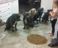 Sweet 4-Year-Old Girl Feeds a Doggy Family of 6 Pit Bulls