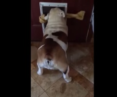 Brilliant Bulldog Proves That Anything Is Possible When You Keep Trying!