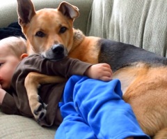 Lovable Dog Watches Over His Little Human Friend During a Sick Day