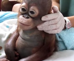 Amazing Rescue of A Baby Orangutan – He Receives Love and Care After Being Neglected
