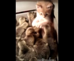 Curious Kitten is Overwhelmed by a Group of Adorable Ducklings