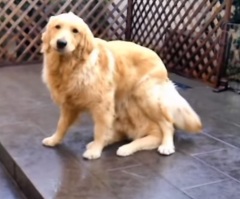 This Adorable Pup's Magical Surprise Will Brighten Your Day!