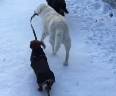 Older Dog Takes His Little Doggie Pal for a Walk – This Will Make You Smile!
