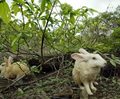 DEA Agent Warns of Stoned Rabbits If Utah Passes Medical Marijuana Bill