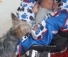 Adorable Yorkie Will Melt Your Heart When You See What He Does for This Baby!