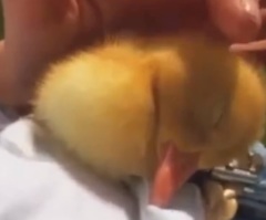 Adorable Little Duckling is Struggling to Stay Awake and It is Extremely Cute!