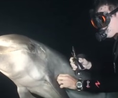 A Dolphin Does Something So Amazing When It Swims Up to A Diver