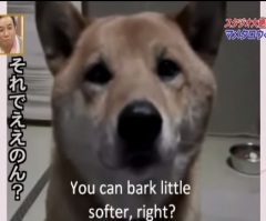 This Puppy Has the Cutest Reaction When He Is Told to Lower His Barking Voice
