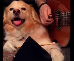 Amazing Dog Helps Her Human Play Some of Today's Biggest Hits!