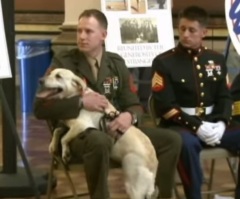 Everyone Is Brought to Tears When a Bomb-Sniffing Dog Is Finally Reunited With Her Loving Human Companion