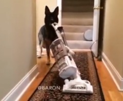 This German Sheppard Could Be The Best Housekeeper Ever!