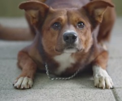 Even Sad Stories Sometimes Have Happy Endings – Watch This Tear-Jerking Advertisement!