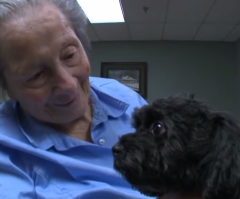 Adorable Teacup Poodle Brings Love and Smiles to People in Nursing Homes