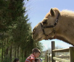 Exclusive Sneak Peek at 'Bringing Up Bates' New Episode: Family Meets Spitting Llamas at the Zoo