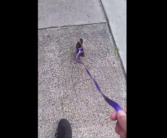 This Little Duckling Might Think It's a Dog — And It's Adorable!