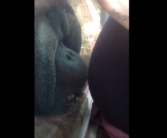 This Orangutan Has the Most Adorable Reaction to Seeing A Pregnant Woman's Belly
