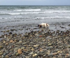 Dog Comes Across a Dolphin in a Dangerous Situation and Alerts Owner