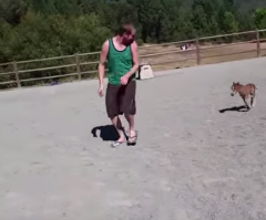 Just a Tiny Horse Chasing Around His Best Human Friend