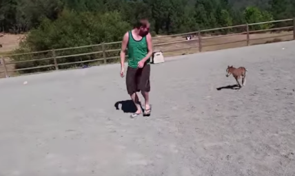 Just a Tiny Horse Chasing Around His Best Human Friend