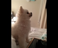 It's Hard Not to Crack-Up When You Hear This Pomeranian's Hilarious Sneeze