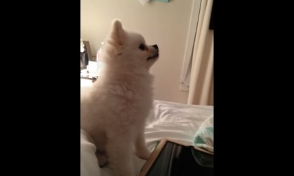 It's Hard Not to Crack-Up When You Hear This Pomeranian's Hilarious Sneeze