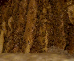 Massive Swarm of Bees Create 10 Feet Tall Hive Inside Historic 95-Y-O Colorado Church (Watch)