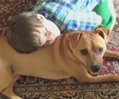 Rescue Dog's Transformation Leads to a Miracle for an Autistic Boy