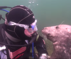 This Funny Seal Won't Leave Until He Gets a Belly Rub