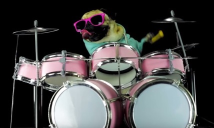 Cool Pug Plays a Popular Metallica Song 'Enter Sandman' — It Is Awesome!