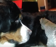 How Cute! See a Squirrel Try to Hide a Nut in a Dog's Fur (Video)