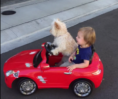 Fast and Furry-Ous? Watch This Dog Drive Around a Little Boy
