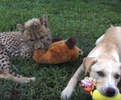 Adorable Cheetah Cub and Puppy Are Best of Friends; Watch Them Hang Out and Play