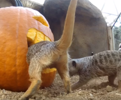 These Curious Meerkats Love Their Jack-O'-Lanterns; That's One Way to Celebrate Halloween