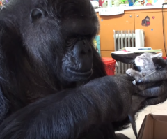 Surprise! See How This Gorilla Reacts When She Receives Kittens as a Present