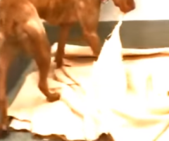 You Will Fall in Love! This Well-Trained Dog Makes His Own Bed While Waiting to Be Adopted