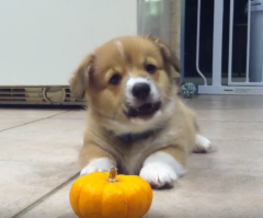 How Cute! This Corgi Engages in Battle With Mini Pumpkin; Who Will Win?