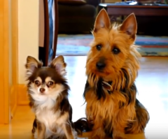 Adorable! This Dog Wags a Tattletale and Snitches on Its Sister