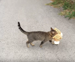 Wanna Play? Kitty Steals Tiger Toy From the Neighbors