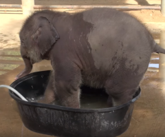 How Cute! Baby Elephant Struggles to Fit Inside Bathtub