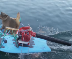So Cool! Cat Goes Jet Skiing to Save His Snacks