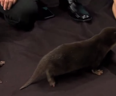 Curious Baby Otters Will Steal Your Heart