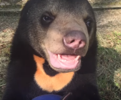 Awww! Orphaned Bear Cub Explores Outdoor Playroom