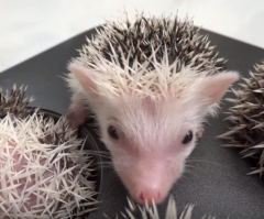 How Cute! These Little Hedgehogs Like to Sleep in a Muffin Tin