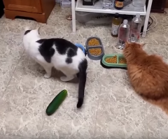 Cats' Reactions to Cucumbers Will Make You Laugh Until You Cry