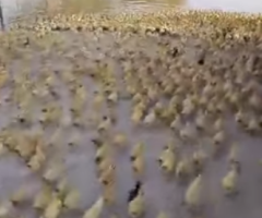 Thousands of Little Ducklings Create Cutest Stampede Ever!
