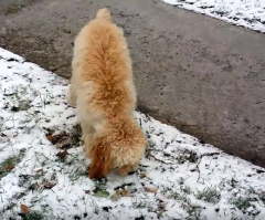 Adorable Puppy's Reaction to Her First Snowfall Will Melt Your Heart (VIDEO)