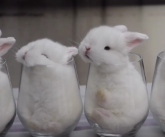 4 Little Bunnies Sleeping in Glasses is the Cutest Thing Ever!